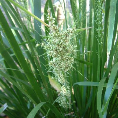 Lomandra Hystrix