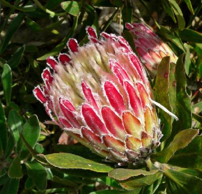 Protea obtusifolia