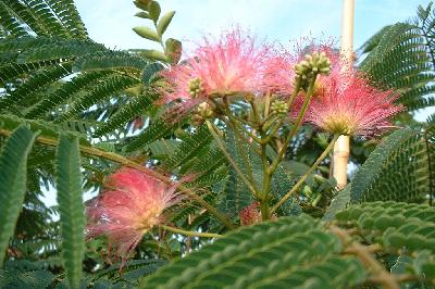Albizia julibrissin