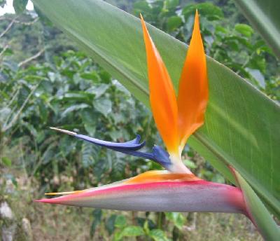 Strelitzia reginae