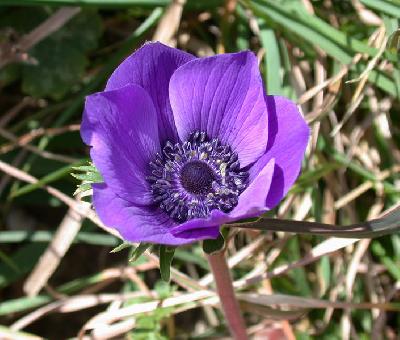 Anemone coronaria