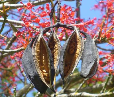 Erythrina caffra