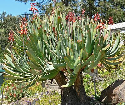 Aloe plicatilis