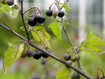 Solanum nigrum