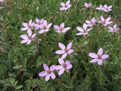 Erodium cicutarium