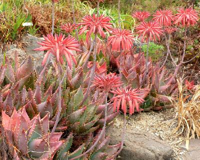 Aloe mitriformis