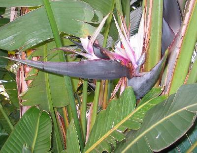 Strelitzia nicolai