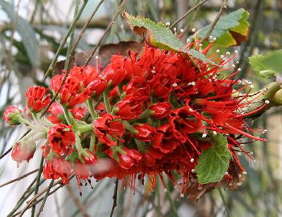 Greyia sutherlandii