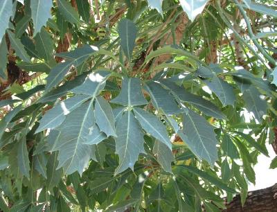 Cussonia spicata