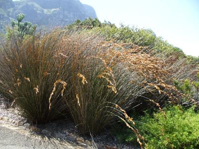 Thamnochortus insignis