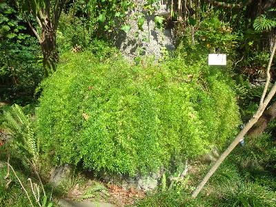 Asparagus densiflorus var.meyersii