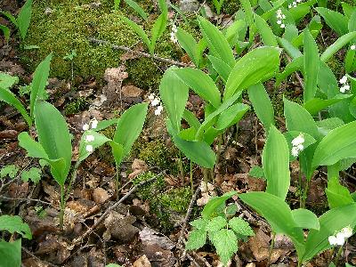 Convallaria majali