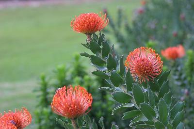 Leucospermum cordifolium
