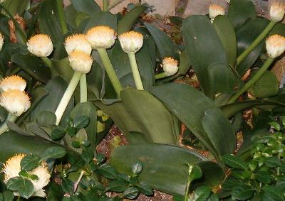 Haemanthus albiflos