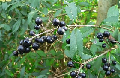 Ligustrum vulgare