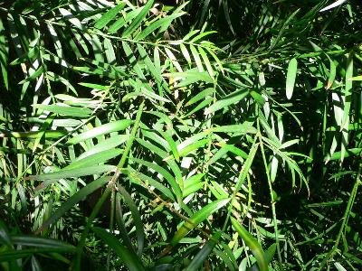 Podocarpus gracilior