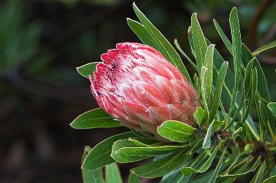 Protea 'Pink Ice'