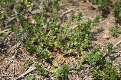 Veronica arvensis