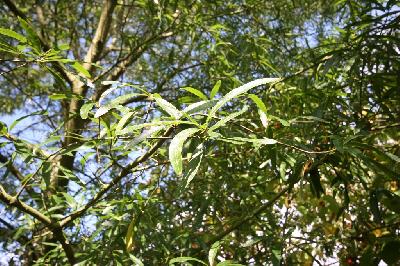 Quercus phellos