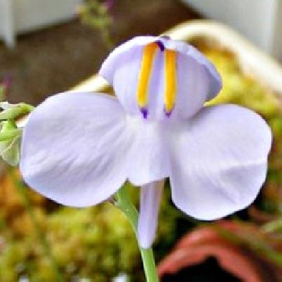 Utricularia reniformis