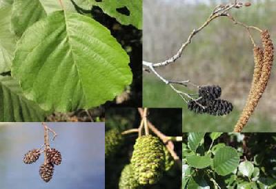 Alnus glutinosa