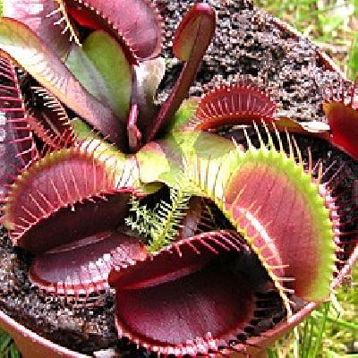 Dionaea  'akai ryu'
