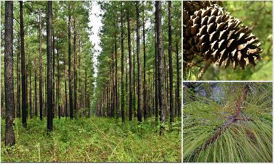 Pinus taeda