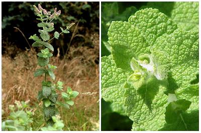 Mentha suaveolens