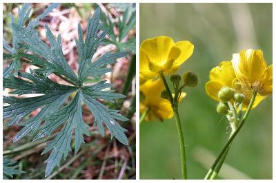Ranunculus acris