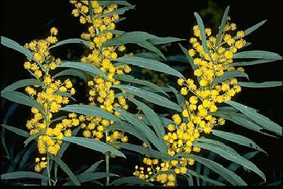 Acacia rubida