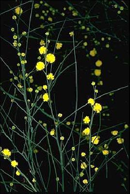 Acacia extensa