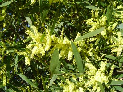 Acacia longifolia