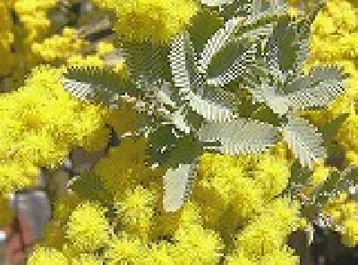 Acacia rehmaniana