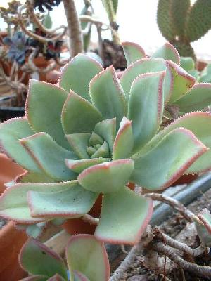 Aeonium haworthii