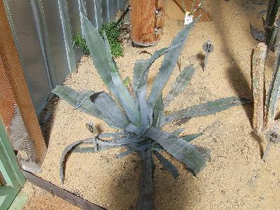 Agave americana