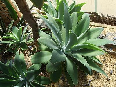 Agave attenuata