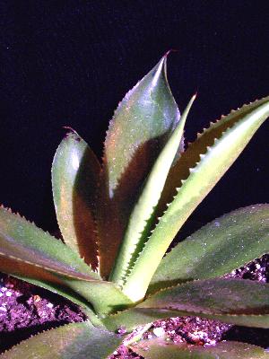 Agave lophantha