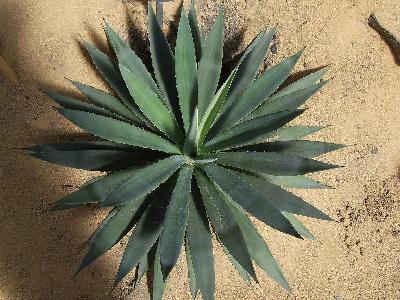 Agave sisalana
