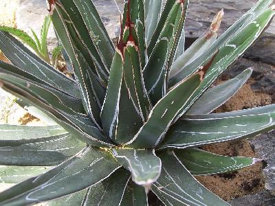 Agave victoriae-reginae