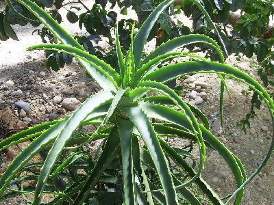 Aloe arborescens