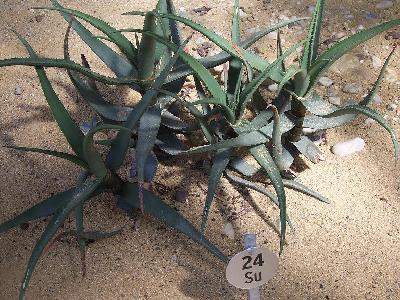 Aloe wickensii