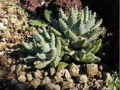 Aloe brevifolia