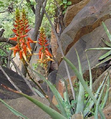 Aloe cryptopoda