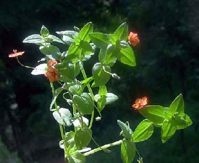 Lysimachia arvensis   / Anagallis arvensis