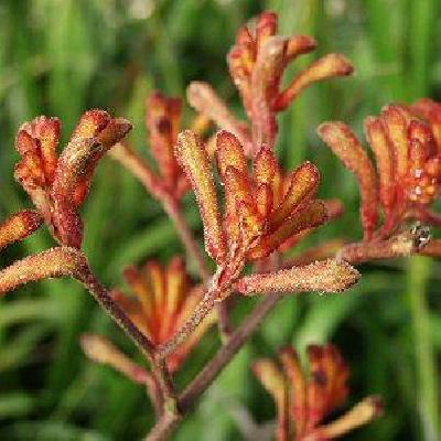 Anigozanthos hybride
