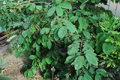 Annona cherimola