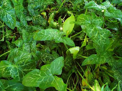 Arum italicum