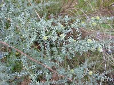 Asparagus Acutifolius