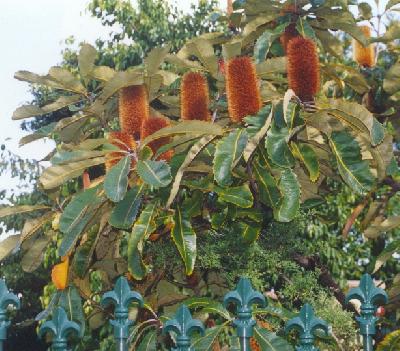 Banksia robur