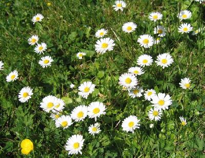 Bellis perennis
